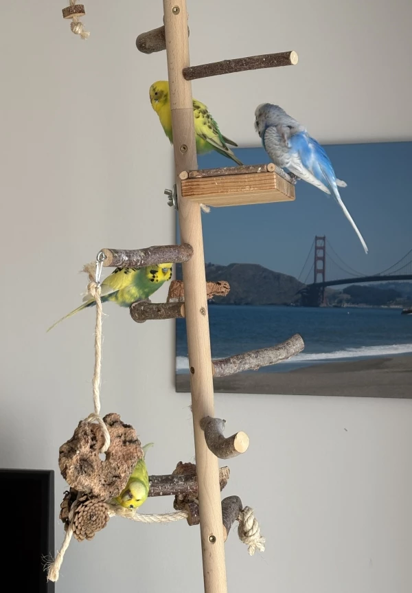 Wellensittich-Bild: … wird endlich gut! Wir haben diesen Welli-Baum seit 4 Jahren und bisher war er eher uninteressant. Und jetzt plötzlich ist er DER Platz, an dem man Spaß hat, schreddert, aber auch schläft und sich putzt. Es ist wirklich schön, das zu sehen! 
