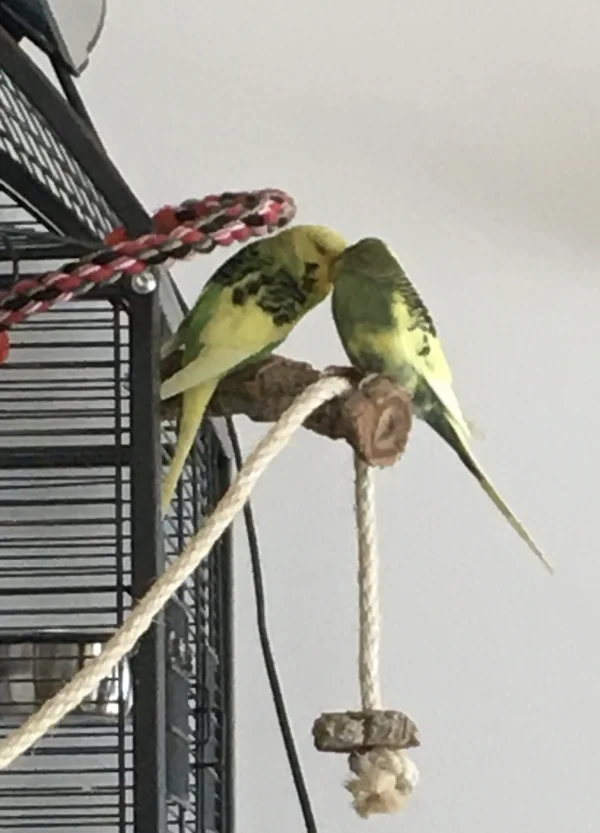 Wellensittich-Bild: Charlie hat endlich verstanden, wie er Lily kraulen kann. Sie versucht ihm auch zu zeigen, dass sie ihn auch kraulen würde, aber er versteht es noch nicht. Wir kennen das ja alle - Geduld!