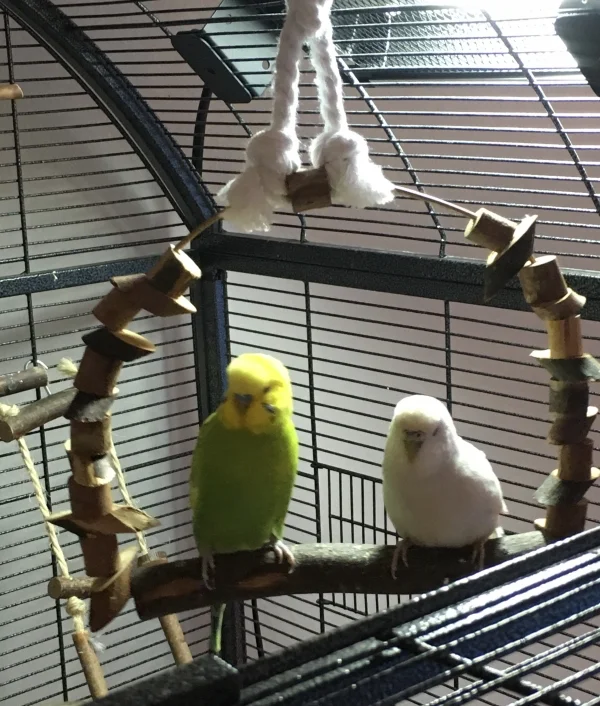 Wellensittich-Bild: Das hübsche Pärchen, Minnie & Diego, in der UV-Sonne.