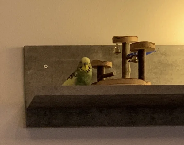 Wellensittich-Bild: Charlie hat einen neuen Platz gefunden, wo er uns ganz fröhlich seine Geschichten über seine Erlebnisse und Abenteuer erzählen kann.