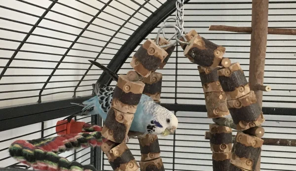 Wellensittich-Bild: Die Älteste in unserem Käfig, Maja, ist selbst mit ihren 9 Jahren immer noch keck und neugierig. Außerdem ist sie natürlich an dem Knipseding der FeLo interessiert.