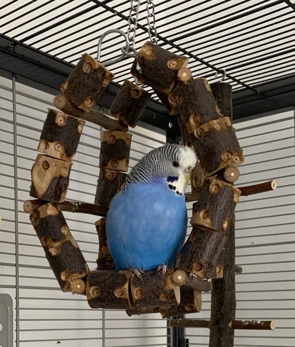 Wellensittich-Bild: Luna passt perfekt in den Schaukelring - und sieht so süß aus!