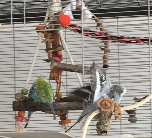 Wellensittich-Bild: Diego flirtet Maja, die Freundin von Teddy, an und das gefällt ihm gar nicht. Da zeigt er mal ganz kurz, wie beeindruckend seine Flügel aussehen können.