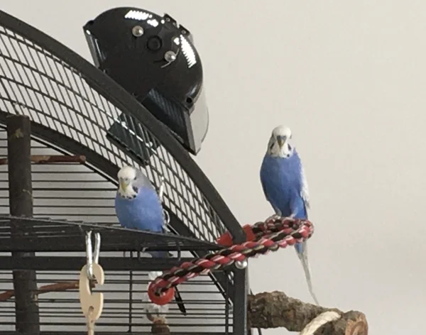 Wellensittich-Bild: Luna und Bobby halten Ausschau, was im neuen Jahr so los ist. 