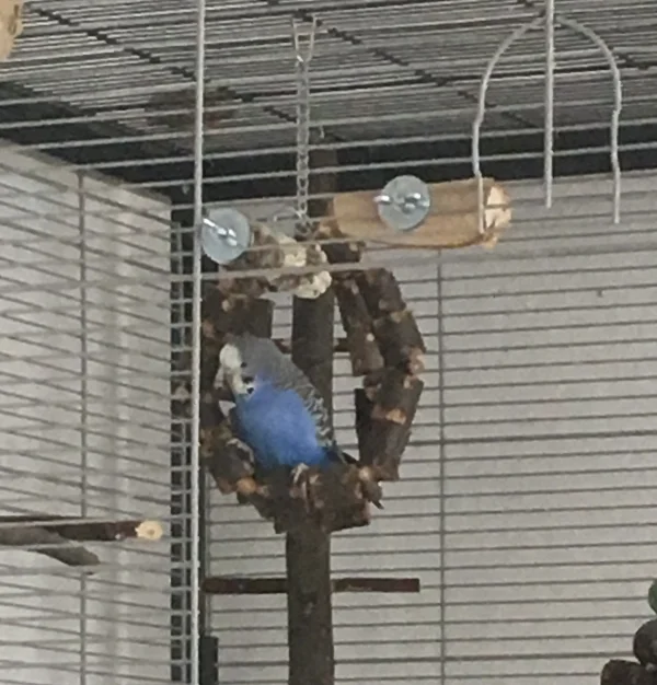 Wellensittich-Bild: Luna liebt diesen Schaukelring und sie sieht so süß aus!