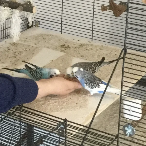 Wellensittich-Bild: Und aus der Hand der Felos schmeckt\