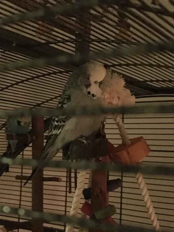 Wellensittich-Bild: Teddy ist so stolz, dass er es endlich nach ganz oben auf der neuen Pyramide geschafft hat. 