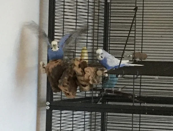 Wellensittich-Bild: Als Luna und Bobby am Kork knabbern, komme ich mit dem Knipseding. Luna hat das nicht gern und will weg und da hab ich erst auf den Auslöser gedrückt. Was für ein schöner Zufall!