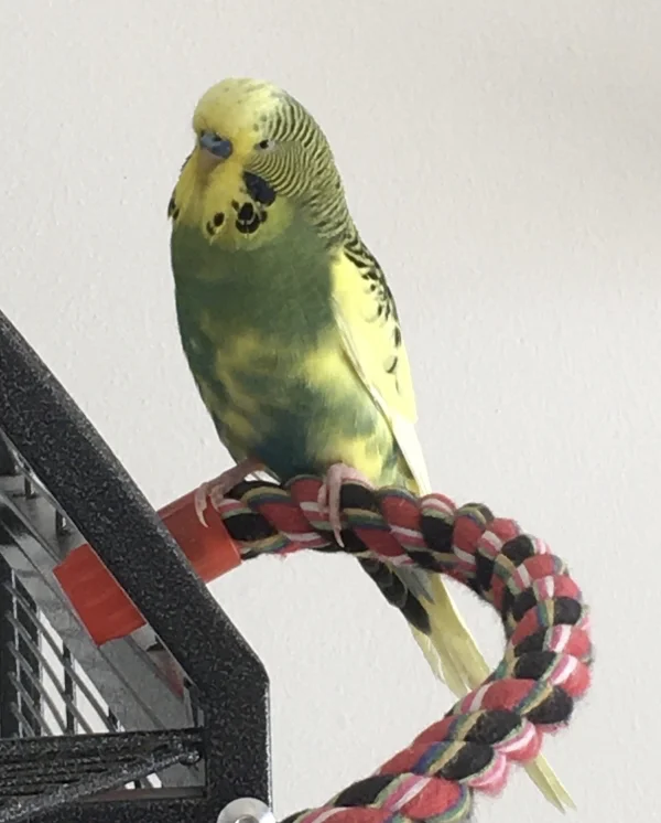 Wellensittich-Bild: Hier ist unser Neuer - Charlie.