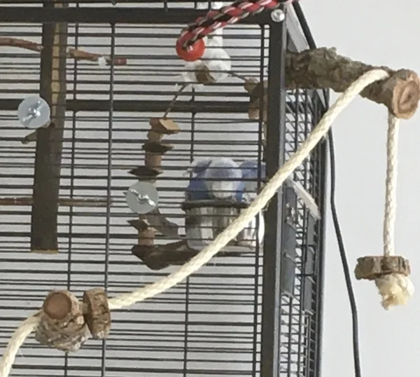 Wellensittich-Bild: Bobby denkt sich, Platz ist im kleinsten Wassernapf - zum Baden! Egal, auch das macht Spaß!