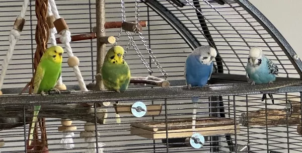 Wellensittich-Bild: Unsere Viererbande macht eine kleine Pause auf dem Balkon ihrer Voliere. Da sehen sie aus wie Hühner bzw. Wellis auf der Stange.