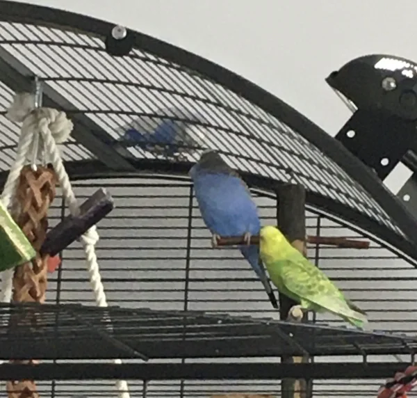 Wellensittich-Bild: Bobby möchte Luna durch das Käfigdach füttern und Diego wundert sich.
