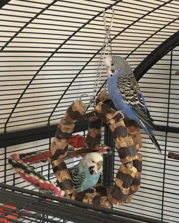 Wellensittich-Bild: Maja und Luna sitzen sehr gern im, auf und manchmal auch unter dem Ring und knabbern. Nur zusammen klappt das nicht immer. Da gibt es schon mal Gezeter. Aber heute waren sie sehr harmonisch - und fotogen!
