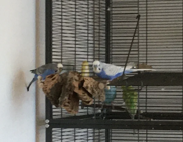 Wellensittich-Bild: Luna und Bobby knabbern am Kork.