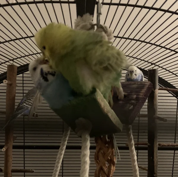 Wellensittich-Bild: Maja und Diego wurden bei früher „Morgengymnastik“ erwischt! Gestört hat es sie nicht.