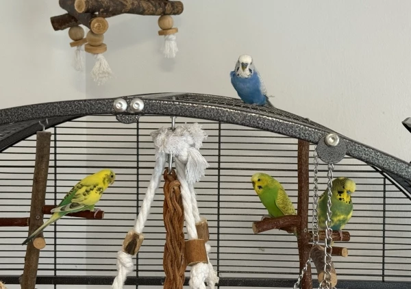 Wellensittich-Bild: Bobby behält den Überblick auf dem Dach, während Marie, Emma und Charlie lieber drin chillen.