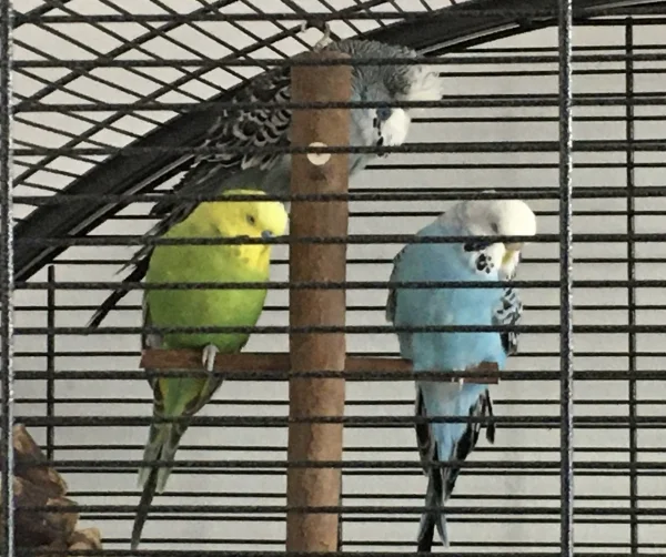 Wellensittich-Bild: Manchmal ist der Vormittag wirklich anstrengend und dann sitzen alle gemütlich auf einem Bein und ruhen ein bisschen. 