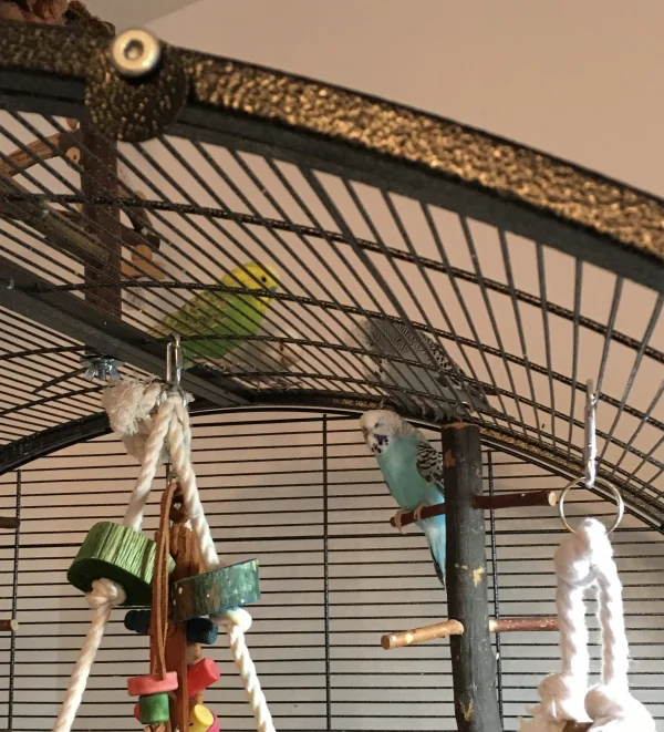 Wellensittich-Bild: Minnie (türkis) kann leider nicht fliegen und blieb deshalb im Käfig während die Felos sauber machen. Der Rest der Bande sitzt zwar auf dem Käfig, aber trotzdem leisten sie der Minnie Gesellschaft und passen auf sie auf.