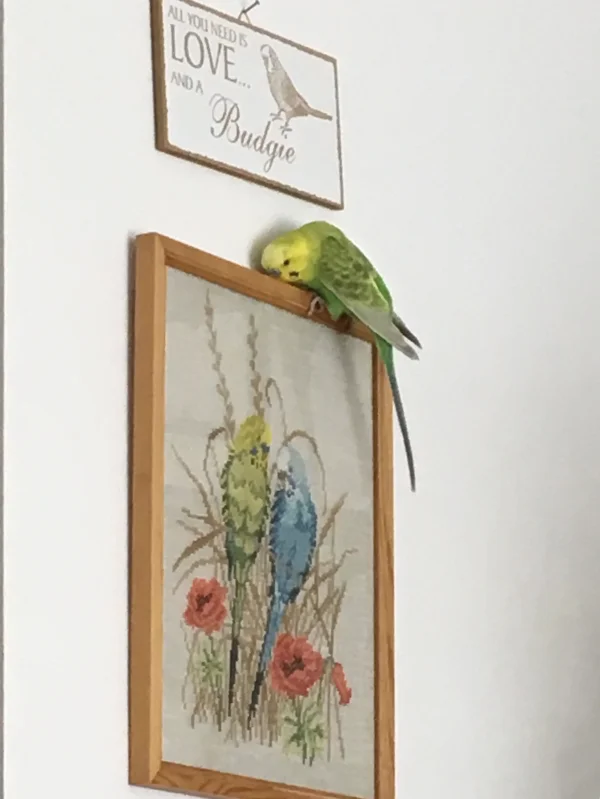 Wellensittich-Bild: Vielleicht reden die auch mit mir!
