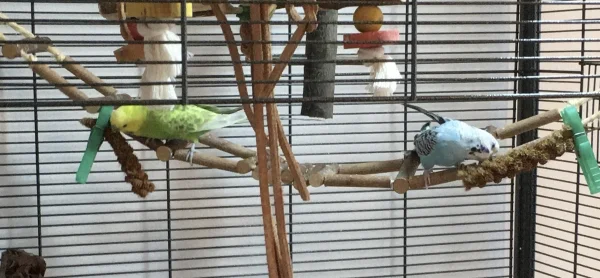 Wellensittich-Bild: Mit Hirse haben wir unsere Wellis - hier Maja und Diego - auf die neue Hängebrücke gelockt. 