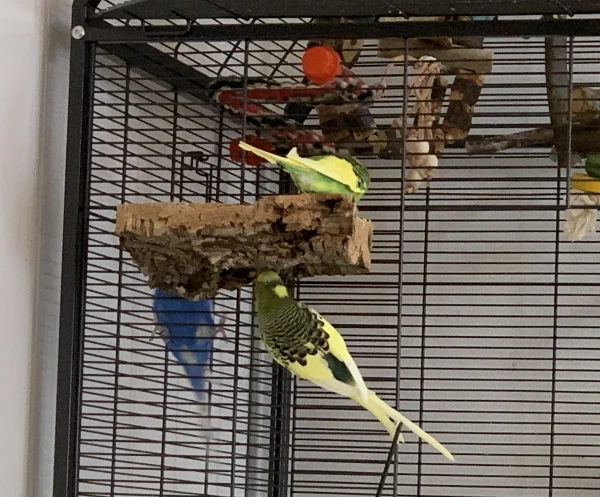 Wellensittich-Bild: Nachdem der neue Kork von Lily gut befunden wurde, durften auch Charlie und Bobby mitschreddern - wenn auch nur von unten und im Käfig. 