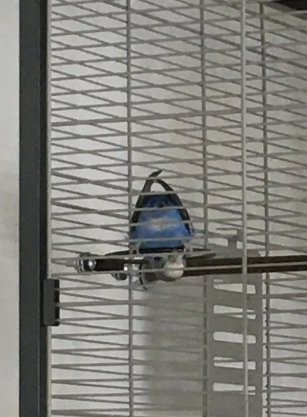 Wellensittich-Bild: Sucht die Luna etwa ihr Hinterteil? Nein, sie knabbert nur gerne auf akrobatische Art und Weise!