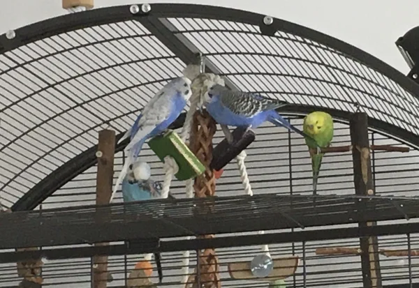 Wellensittich-Bild: Bobby und Luna wollen alleine sein, aber Diego schaut zu und Maja kratzt sich am Kopf.