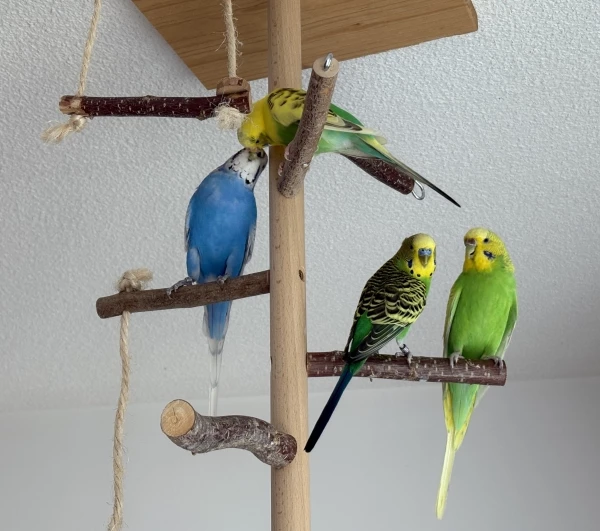 Wellensittich-Bild: Jetzt hat es der Bobby auch verstanden und krault seine Marie. Leo und Emma waren dann leider durch das Knipseding abgelenkt. 