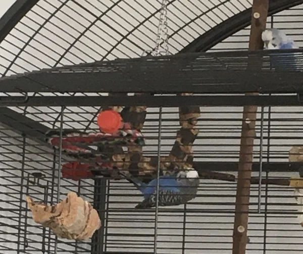 Wellensittich-Bild: Unsere kleine Akrobatin, Luna, sitzt nicht im Ring, sondern klettert unten herum. Das muss ja auch mal abgeknabbert werden!
