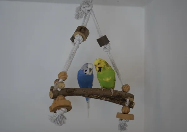 Wellensittich-Bild: Lily und Bobby sitzen sehr einträchtig nebeneinander.