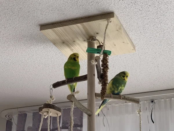 Wellensittich-Bild: Lily und Charlie genießen ihre Mittagsruhe auf dem Wellibaum.