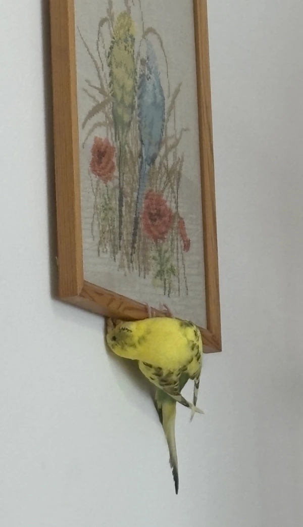 Wellensittich-Bild: Marie schaut nun auch hinter das Bild, ob dort vielleicht Gräser sind.