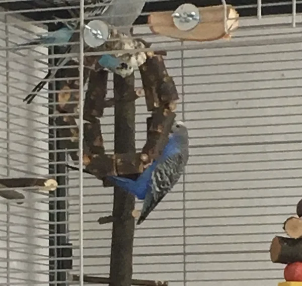 Wellensittich-Bild: Was machst Du denn da unten? fragt Maja. Ich klettere nur so rum. 
Luna ist wirklich unsere Akrobatin - auch wenn es manchmal etwas ungelenk aussieht.