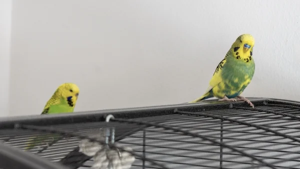 Wellensittich-Bild: Der FeLo war mal wieder mit dem neuen Knipseding unterwegs und da musste Charlie schauen, ob die Fotosession für ihn vorbei ist.