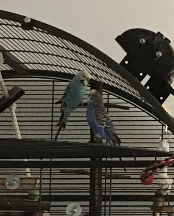 Wellensittich-Bild: Die junge Henne, Luna, schaut immer wieder bewundernd zur erfahrenen Henne, Maja, auf - und die genießt das!