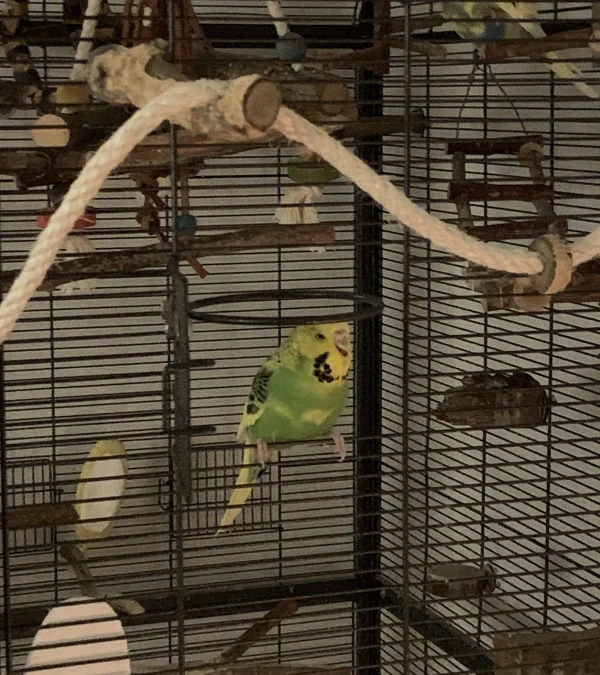 Wellensittich-Bild: Unsere Lily hat den Seitenausgang entdeckt. Oft sitzt sie da, wenn ich das Wasser austausche - und manchmal sieht es aus als hätte sie einen Heiligenschein ;)
