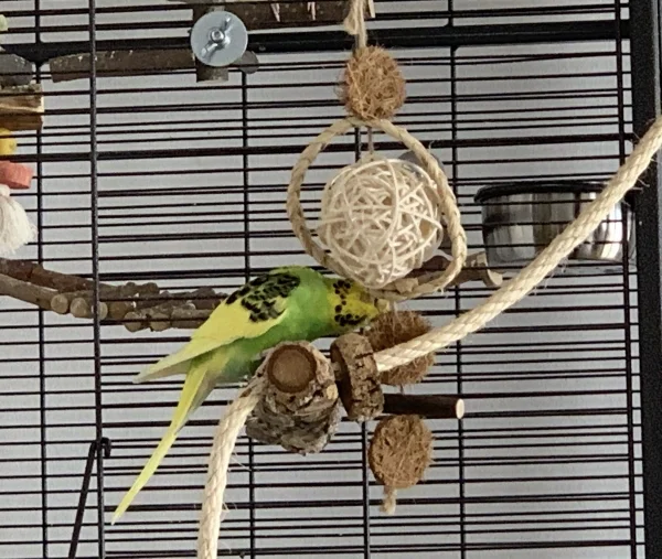 Wellensittich-Bild: Lily hat das Spielzeug entdeckt und ist nun fleißig am Schreddern.