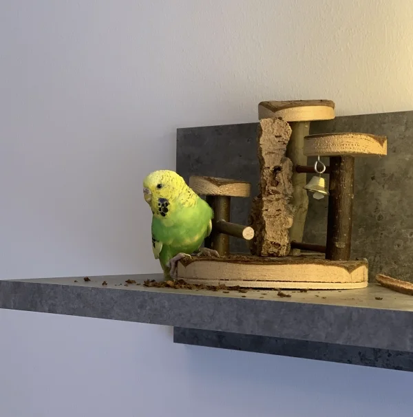 Wellensittich-Bild: Lilys Blick kann kein Wässerchen trüben. Sie war das nicht und gesehen hat‘s auch keiner ;)