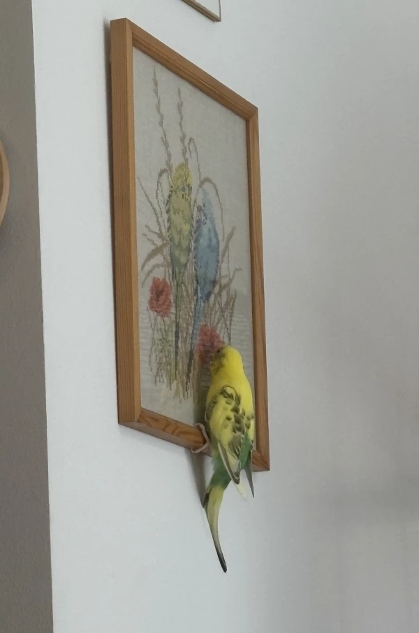 Wellensittich-Bild: Marie untersucht dieses Bild immer sehr genau. Ich glaube, sie denkt, die abgebildeten Gräser kann man essen…