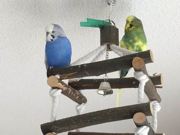 Wellensittich-Bild: Erst seit Lily im Schwarm ist, haben die Jungs auch andere Sitzplätze entdeckt und genießen diese nun „unter sich“.