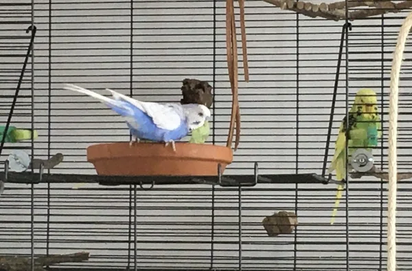 Wellensittich-Bild: Bobby sagt zu Lily: Komm doch auch ins Wasser - ich mache es auch sauber! 