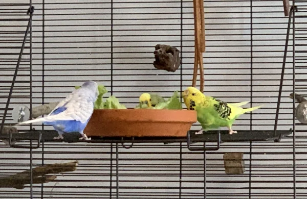 Wellensittich-Bild: Unsere Wellis lieben den Salat. Normalerweise badet Lily und Bobby und Charlie fressen, aber heute schmeckt es allen dreien sehr gut.