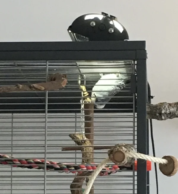 Wellensittich-Bild: Keine Sorge! Das Foto ist schon richtig herum ;) Auch die Füße und der Bauch können die Sonne vertragen, denkt sich Teddy.