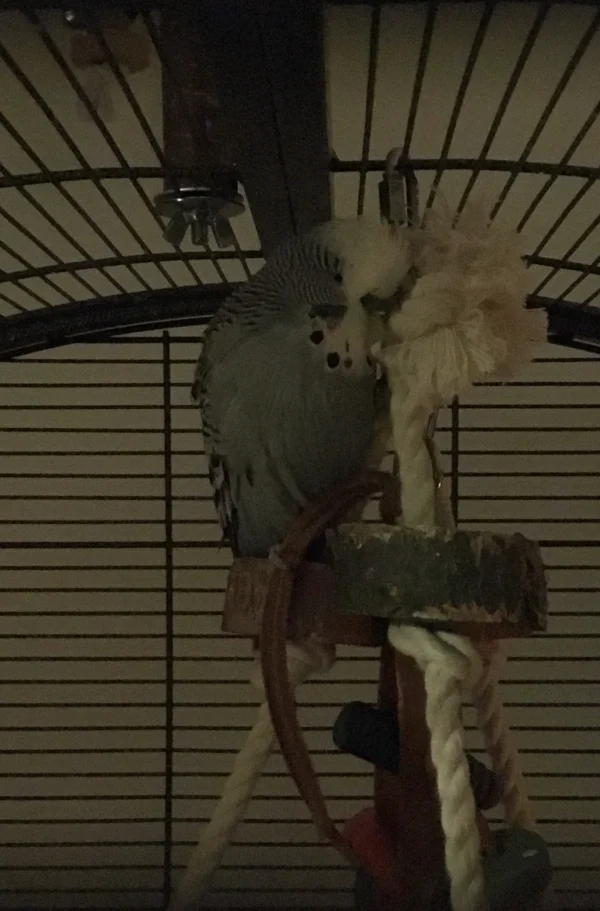 Wellensittich-Bild: Teddy kuschelt sich abends manchmal an den Knoten der Sitzpyramide. Da muss man schon genau hinsehen, wo der eine aufhört und das andere anfängt. 