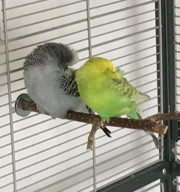 Wellensittich-Bild: Teddy und Diego sitzen sehr einträchtig und friedlich beieinander und halten ein Mittagsschläfchen. 