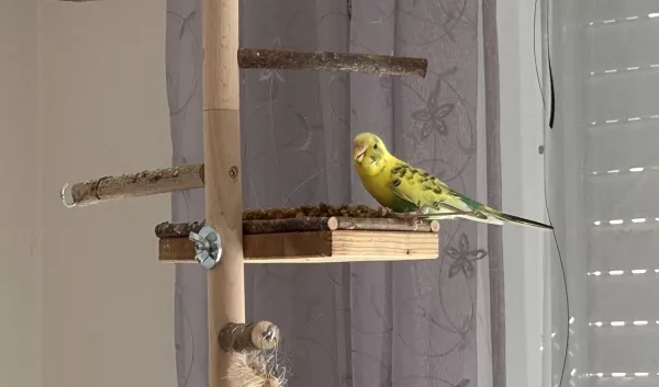 Wellensittich-Bild: Marie, unser neuer Liebling, ist sehr neugierig und erkundet gerade alles. Dabei hat sie auch den Wellibaum entdeckt und freut sich über die Hirse.