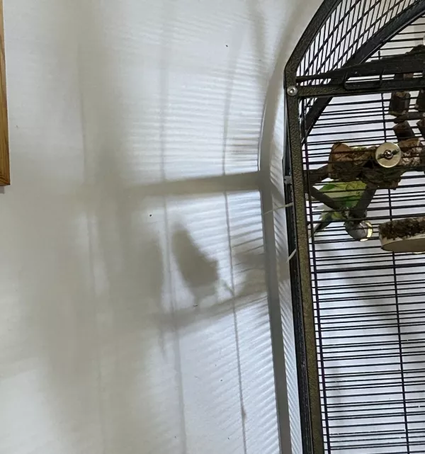 Wellensittich-Bild: Es sieht immer so interessant aus, wenn man die Wellis nur als Schatten an der Wand erkennt. Hier balzt Charlie die Emma an und Bobby wacht darüber. 