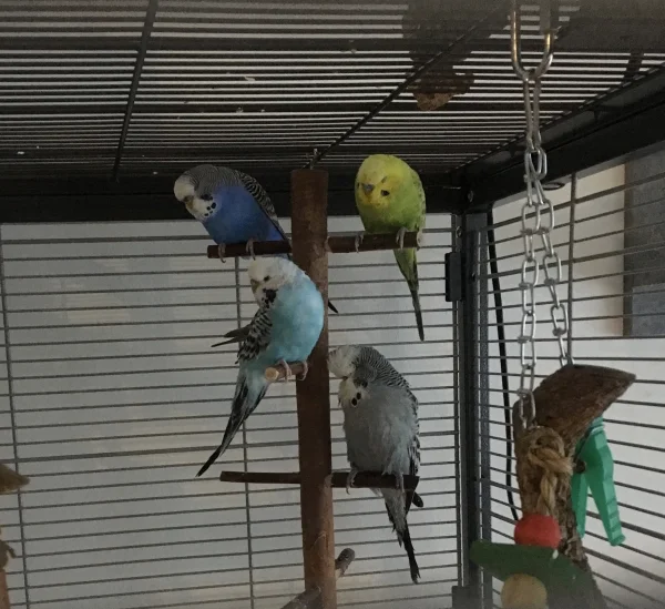 Wellensittich-Bild: Unsere neue Henne, Luna, wurde schon sehr gut aufgenommen im Schwarm. Und auch wenn die Voliere groß genug wäre, beim Schlafen sitzen sie gerne zusammen.