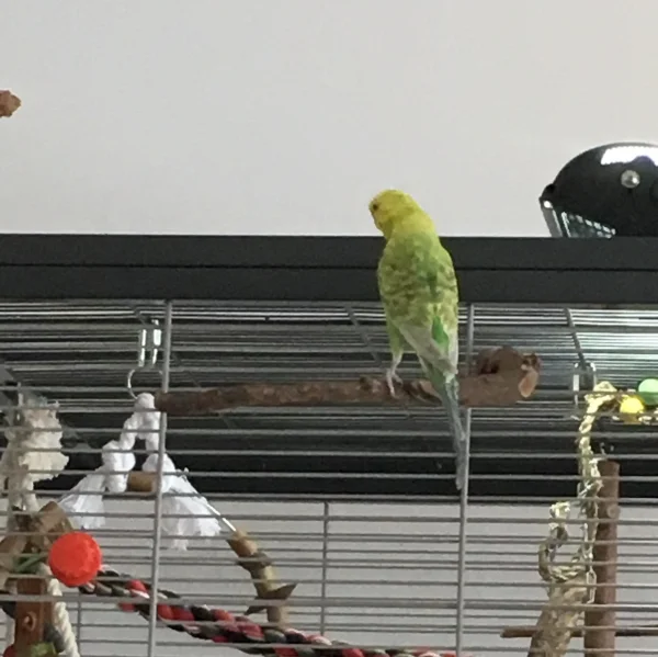Wellensittich-Bild: Diego versucht zu erspähen, ob es auf dem Käfigdach etwas Interessantes gibt. Ich wusste gar nicht, wie lang er sich machen kann ;)