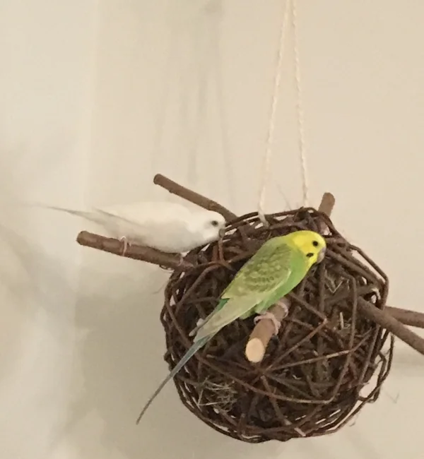 Wellensittich-Bild: Wir bauen uns ein Haus ... äh ... Nest! Leider hat die liebe Minnie (weiß) das dann tatsächlich versucht und wir haben die Weidenkugel wieder abgebaut. 